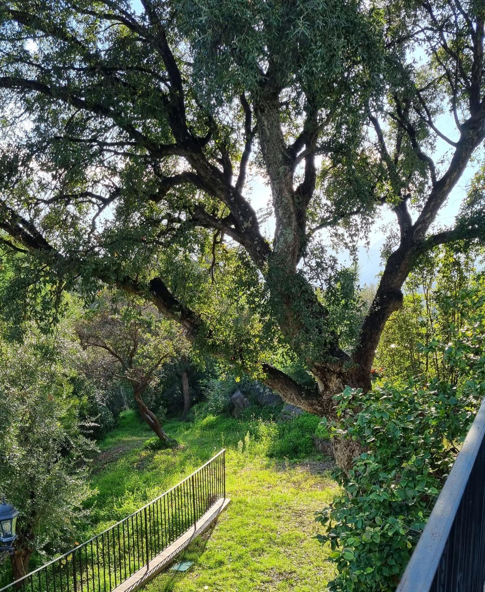 Villa Les Roches Mandelieu Dış mekan fotoğraf